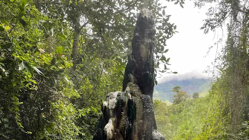 Toche Tierra Indigena